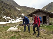 Laghi Gemelli dalle Baite di Mezzeno, fiori, stambecchi e ancora neve (4giu21) - FOTOGALLERY